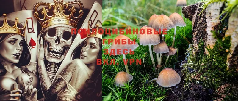 цены   Гаврилов Посад  Галлюциногенные грибы Psilocybine cubensis 